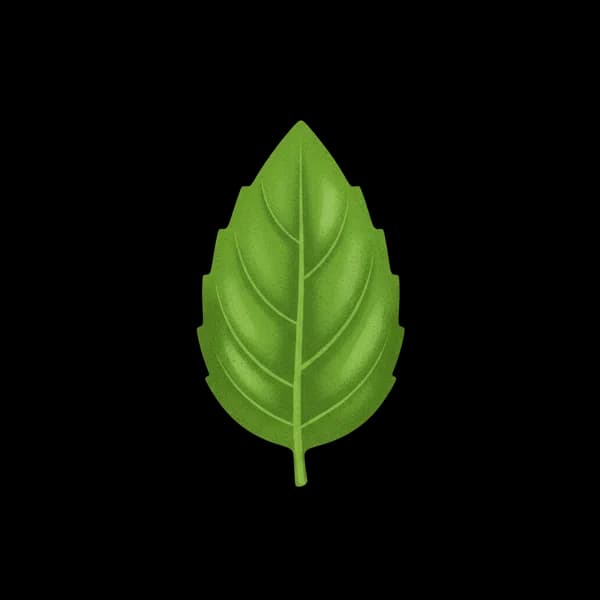 Basil leaf