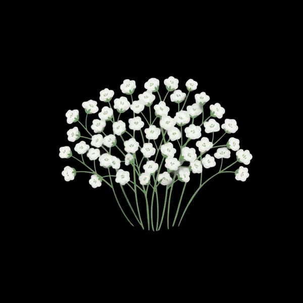 Gypsophila