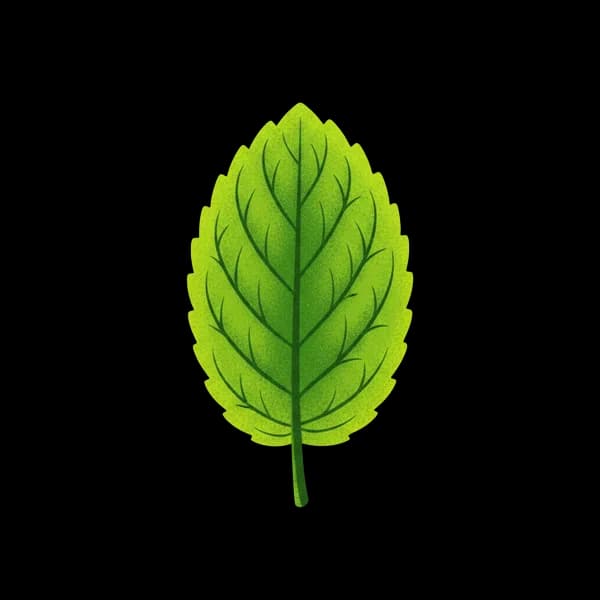 Mint leaf