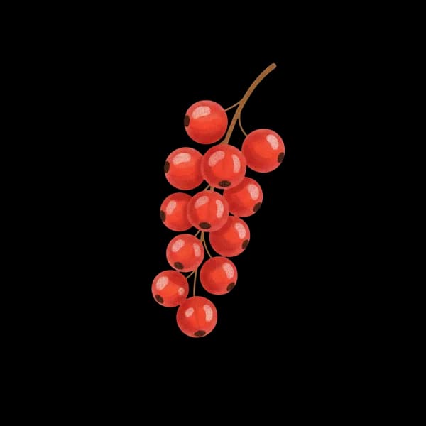 Redcurrant