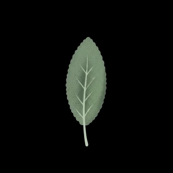 Sage leaf