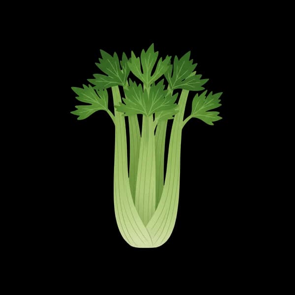 Celery stick