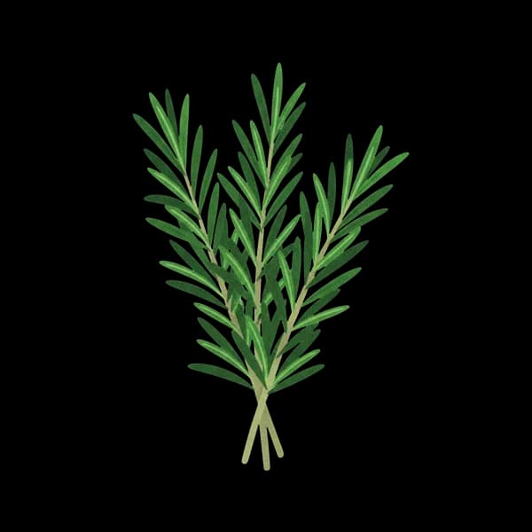 Rosemary fresh
