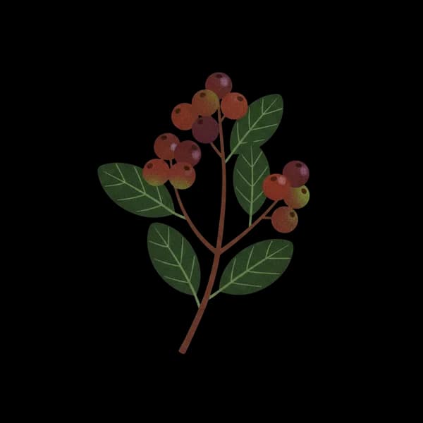 Allspice