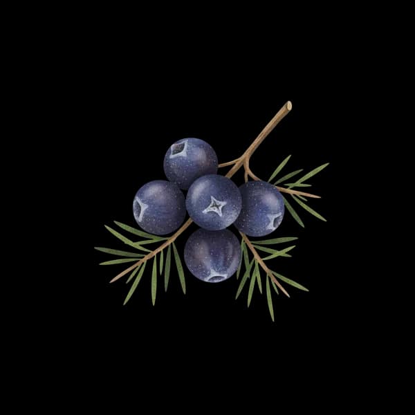 Dried juniper berries