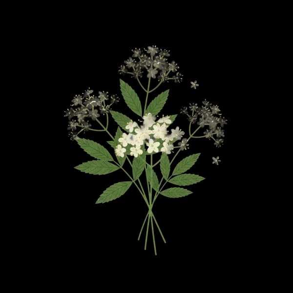 Elderflower blossoms