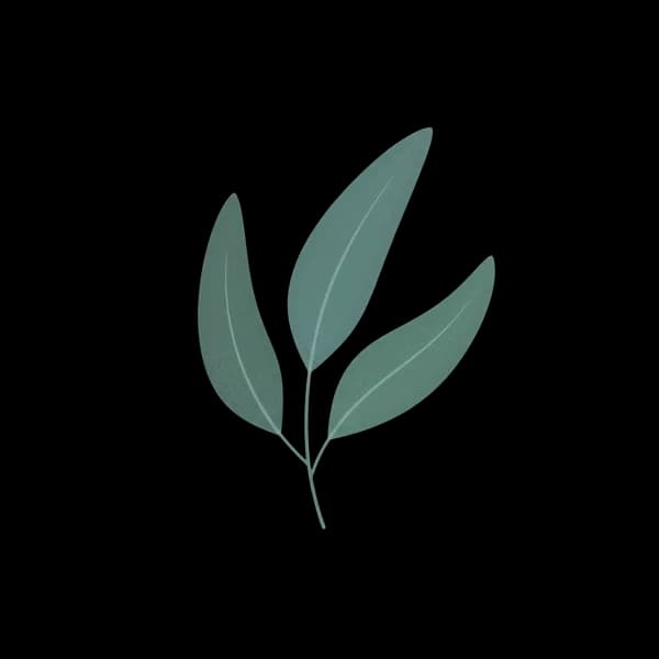Eucalyptus leaf
