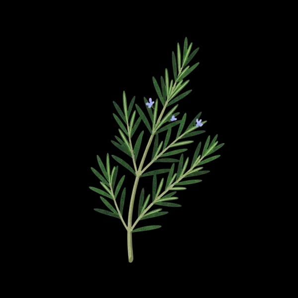 Rosemary sprig