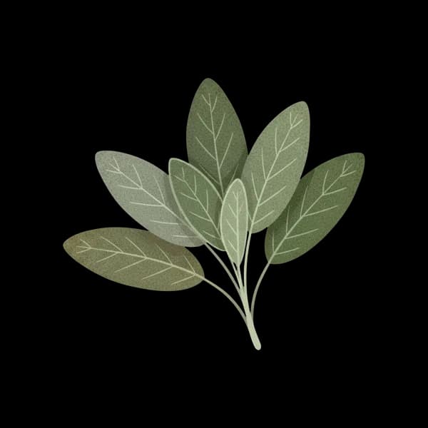 Sage leaves