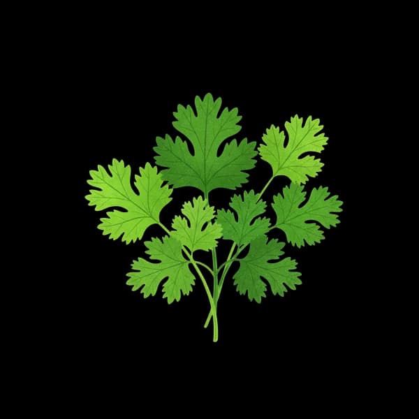Coriander/Cilantro leaves