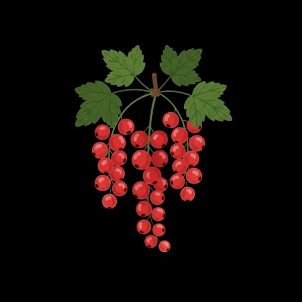 Fresh redcurrants