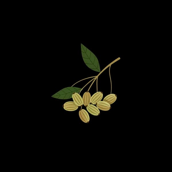 Fennel seeds