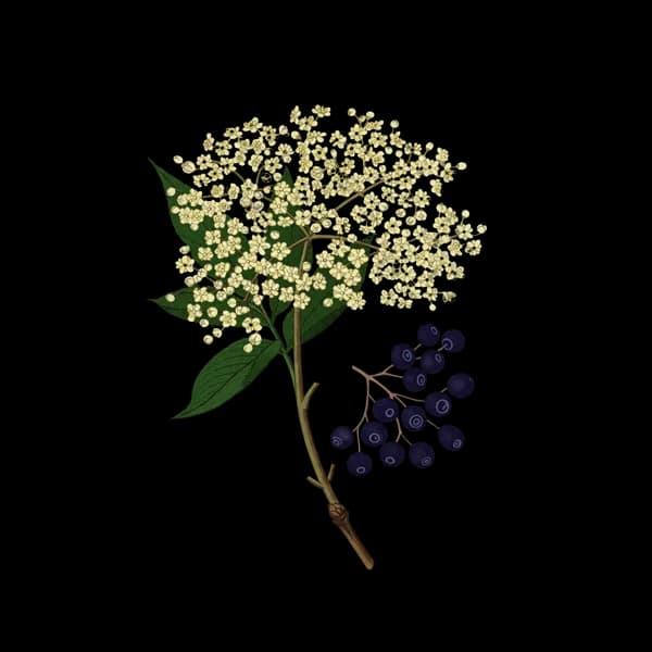 Elderflower syrup